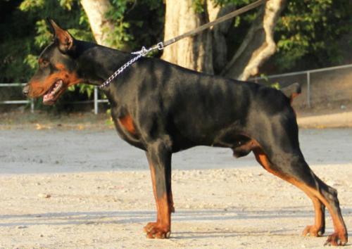 Dobergaarden Forever Citano King | Black Doberman Pinscher