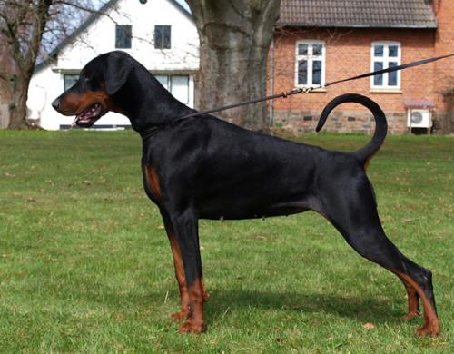 Dobergaarden Forever Cika | Black Doberman Pinscher