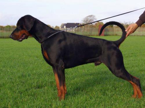 Dobergaarden Forever Landau | Black Doberman Pinscher