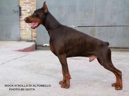 Rock'N Rolla di Altobello | Brown Doberman Pinscher