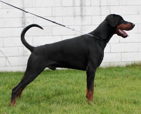 Lex v. Royaert | Black Doberman Pinscher