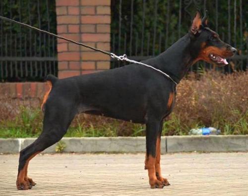 Paradiz Ronado Sarina | Black Doberman Pinscher