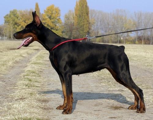 Amina di Caresi Nice | Black Doberman Pinscher