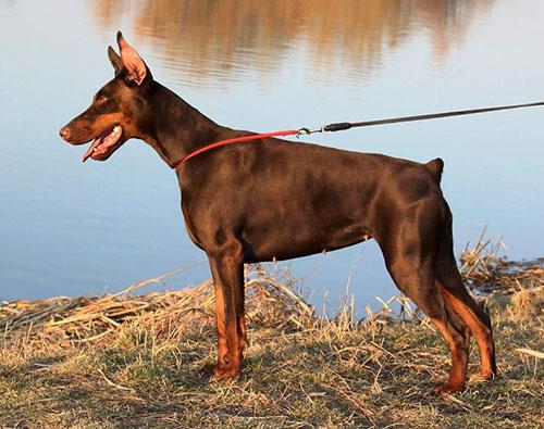 Arabella di Caresi | Brown Doberman Pinscher