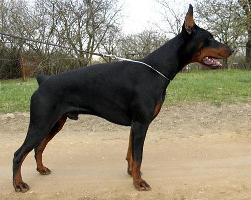 Alonso di Caresi | Black Doberman Pinscher