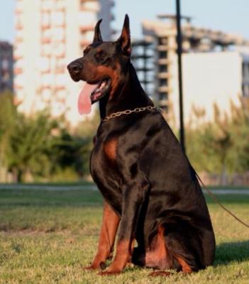 Darius di Caresi | Black Doberman Pinscher