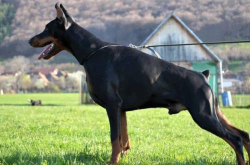 Ed Hardy di Caresi | Black Doberman Pinscher