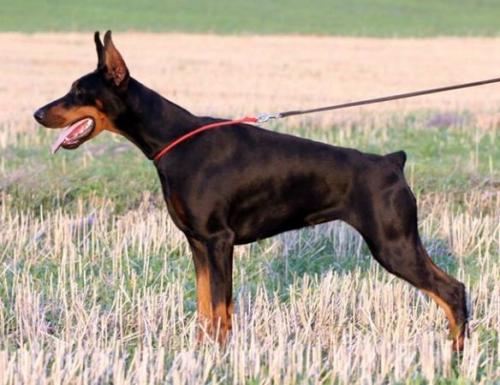 Ephira di Caresi | Black Doberman Pinscher