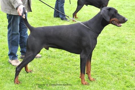 Vincent v.h. Oostdorp | Black Doberman Pinscher