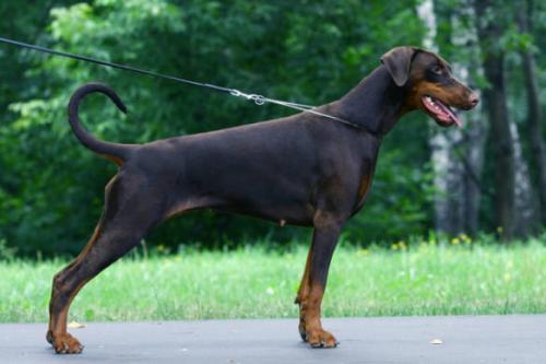 Izrafel J'Adore Jewels | Brown Doberman Pinscher