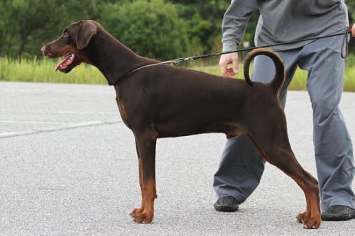 Djonathan v. Hohenzollern | Brown Doberman Pinscher