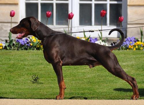 Dragondonner v. Hohenzollern | Brown Doberman Pinscher