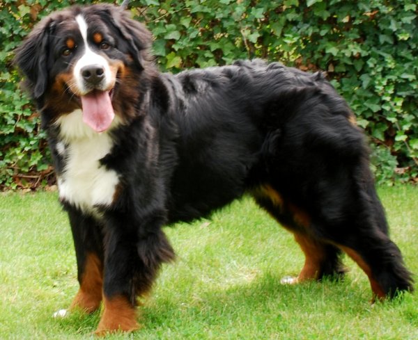 inola van't maroyke | Bernese Mountain Dog 