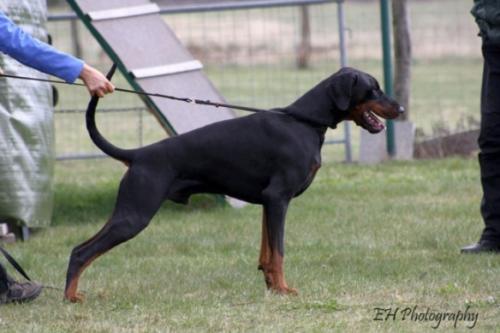 Bolero v. Hohenzollern | Black Doberman Pinscher