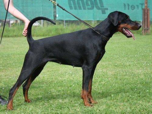 Bellaluna v. Hohenzollern | Black Doberman Pinscher