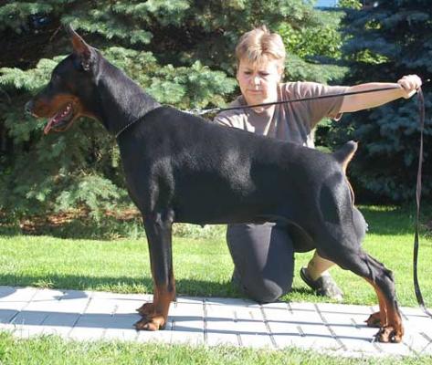 Kimberly Moravia Heart | Black Doberman Pinscher