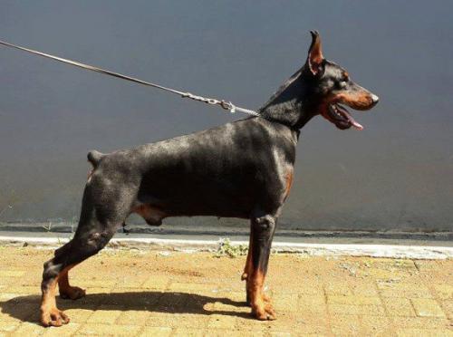 Sant Kreal Jaguar | Black Doberman Pinscher