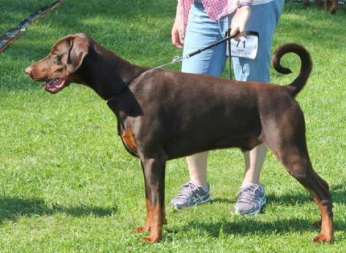 Sant Kreal Jakhont | Brown Doberman Pinscher