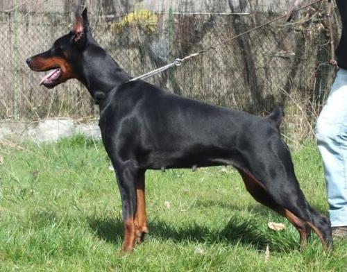 Sant Kreal Japan | Black Doberman Pinscher