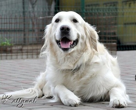 Ballada Kattyval | Golden Retriever 