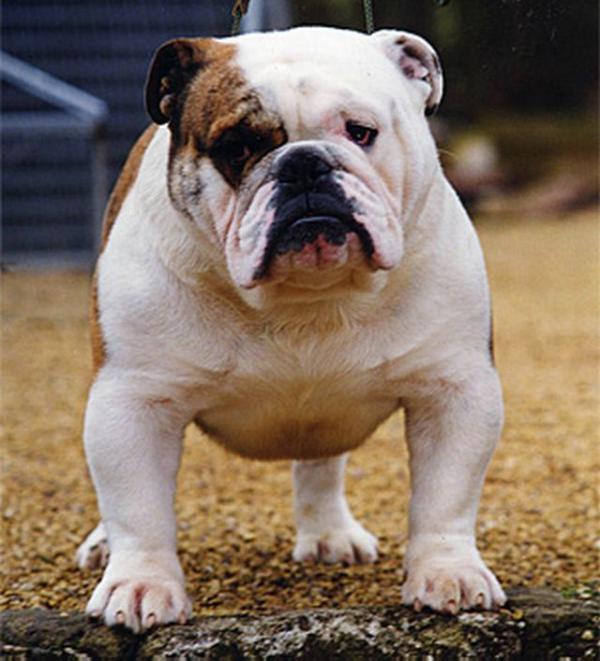 Wyecaple Good To Go | Olde English Bulldogge 