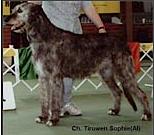 Tirowen Sophie | Irish Wolfhound 