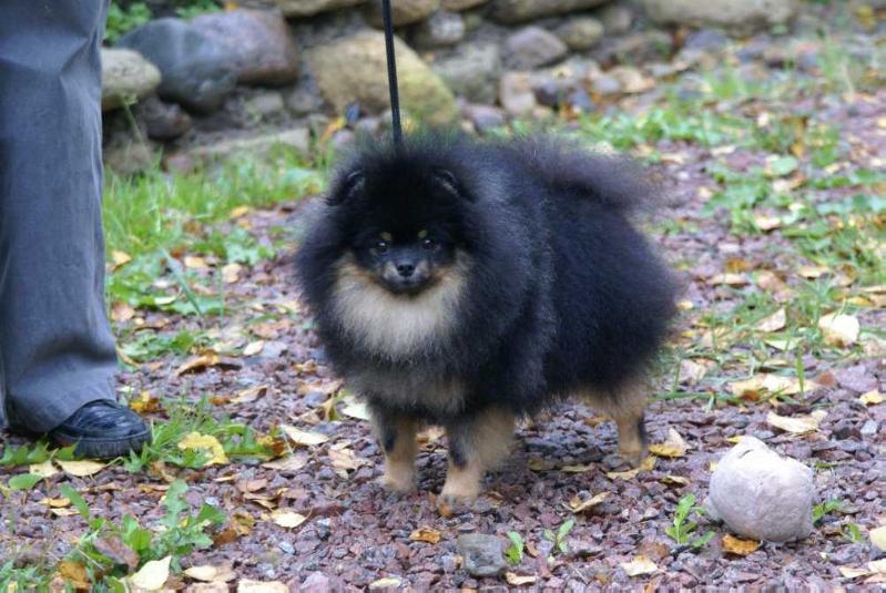 Almi Urnis Hend Of Feyt | Pomeranian 