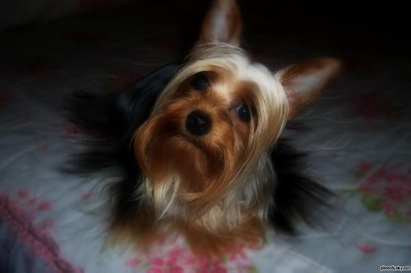 Marty Junior | Yorkshire Terrier 