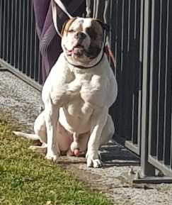 Thanos Camabully | American Bulldog 