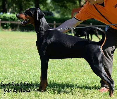 Sant Kreal Etna | Black Doberman Pinscher