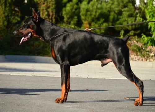 Tira Vento Rolls Royce | Black Doberman Pinscher