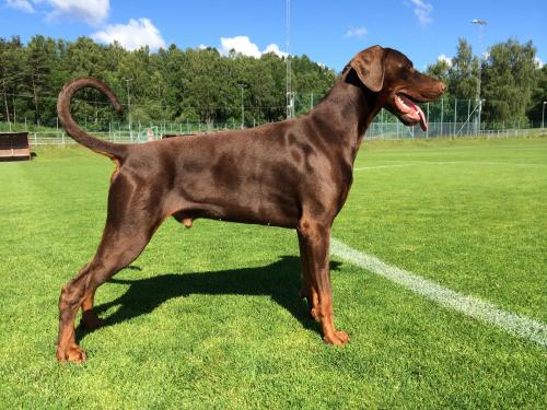 Tira Vento Red Bull | Brown Doberman Pinscher