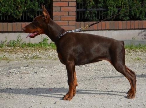 Tira Vento Raya | Brown Doberman Pinscher