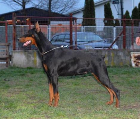 Una from Lipar Land | Black Doberman Pinscher