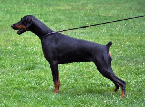 Alessandra Avasir | Black Doberman Pinscher