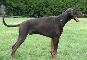 Nigg v.d. Scheltheide | Brown Doberman Pinscher