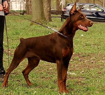 Paris from Lipar Land | Brown Doberman Pinscher