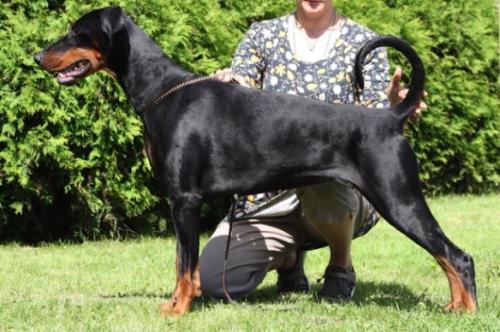 Fleur v.h. Wantij | Black Doberman Pinscher