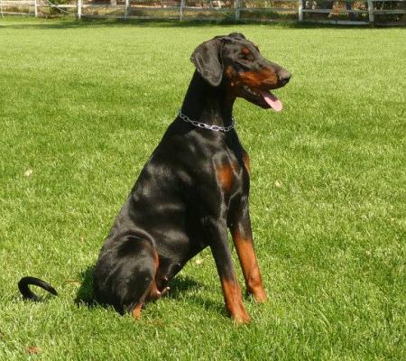 Haida v.h. Wantij (NHSB 2859642) | Black Doberman Pinscher