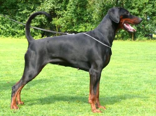 Ebony v.h. Wantij (NHSB 2789630) | Black Doberman Pinscher