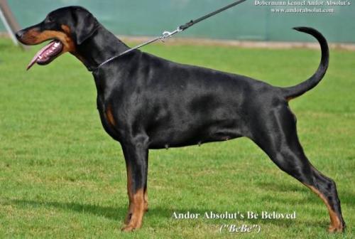 Andor Absolut's Be Beloved | Black Doberman Pinscher