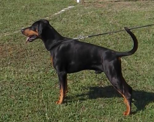 Milan v. Royaert | Black Doberman Pinscher