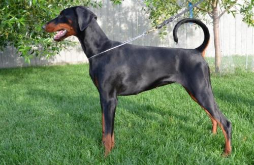 Dejavu v.d. Schwarzen Garde | Black Doberman Pinscher