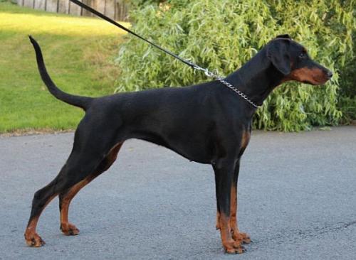 Hertogin Mandy v. Olympiastaete | Black Doberman Pinscher