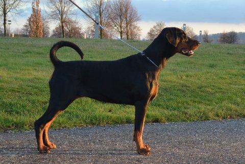 Hertogin Precious-Angel v. Thekeda | Black Doberman Pinscher