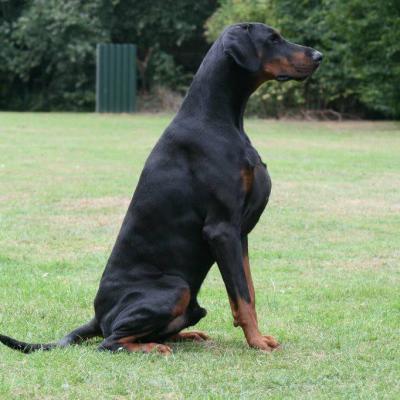 Hertog Kondor v. Thekeda | Black Doberman Pinscher
