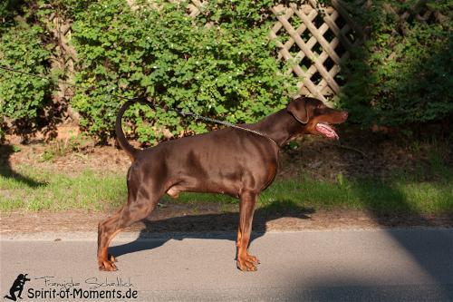 Guti v. Havelland | Brown Doberman Pinscher