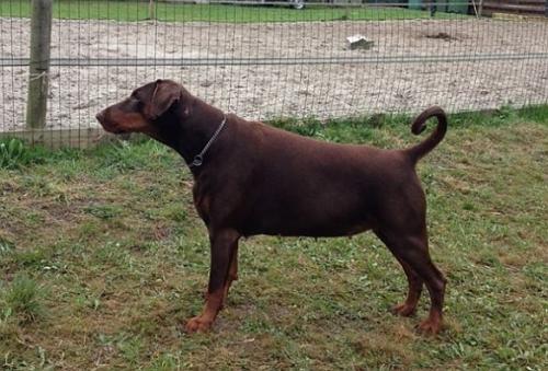 Mirabelle Morena v. Balanchine | Black Doberman Pinscher