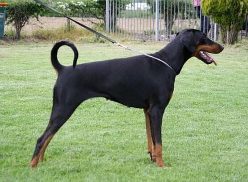 Emyla v.d. Rijucohoeve | Black Doberman Pinscher