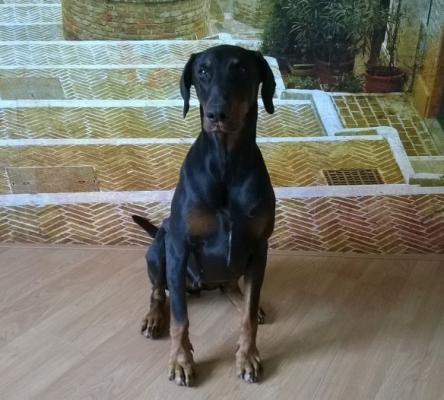 Inca Phoebe from the Dobergang | Black Doberman Pinscher